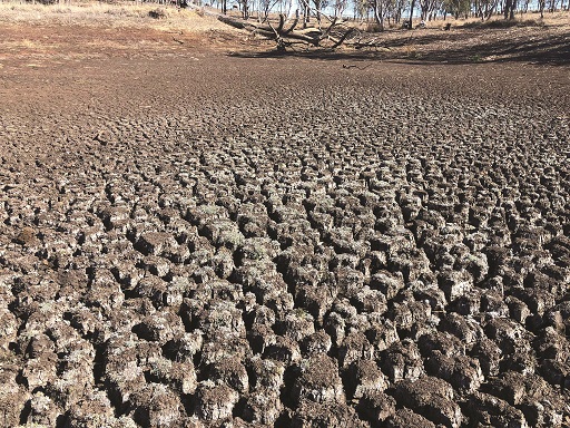 Parched and cracked soil