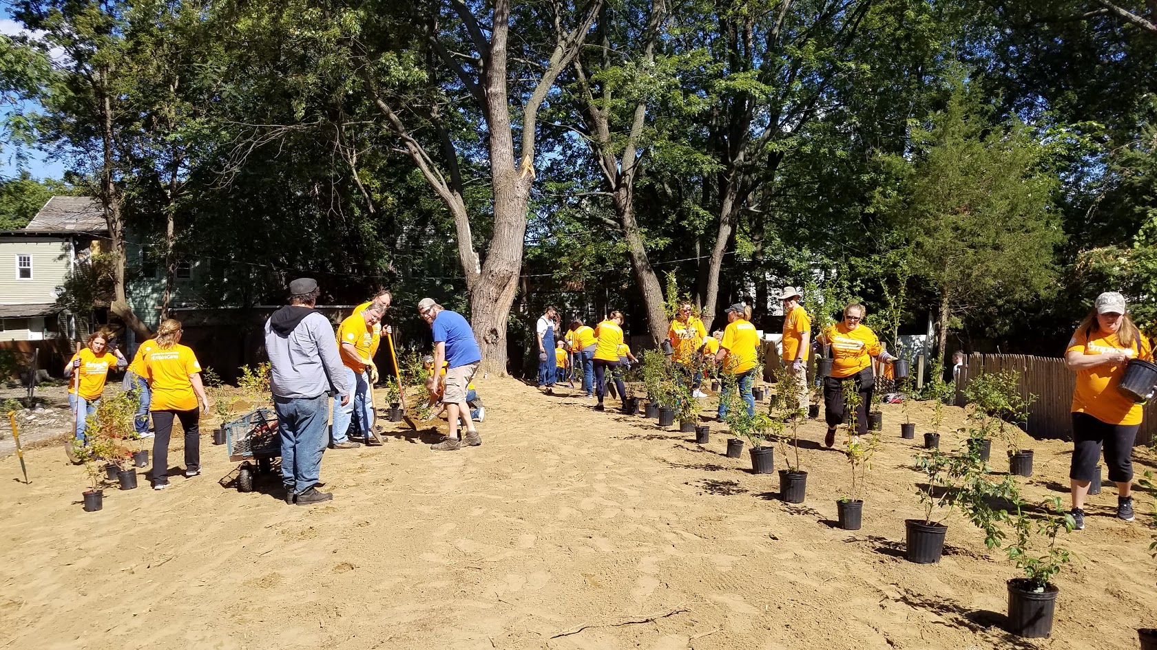 Leones, voluntarios de Anthem y otros miembros de la comunidad trabajan juntos y plantan 200 arbustos de arándanos.